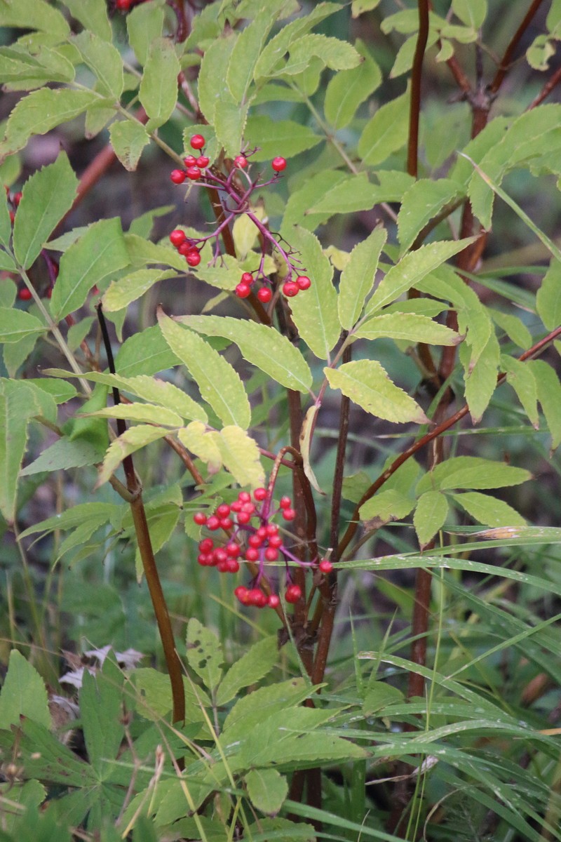 Sambucus racemosa var. microbotrys photo 7