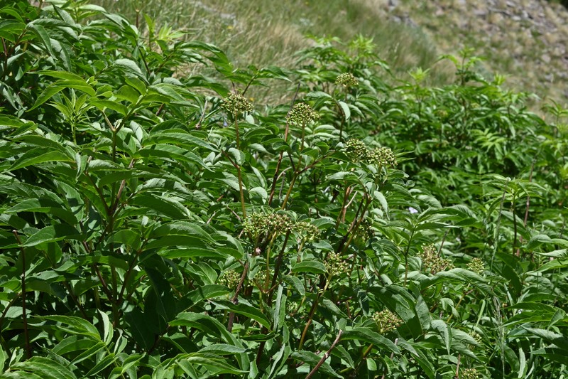 Sambucus racemosa var. microbotrys photo 8