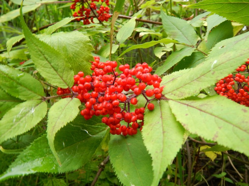 Sambucus sibirica