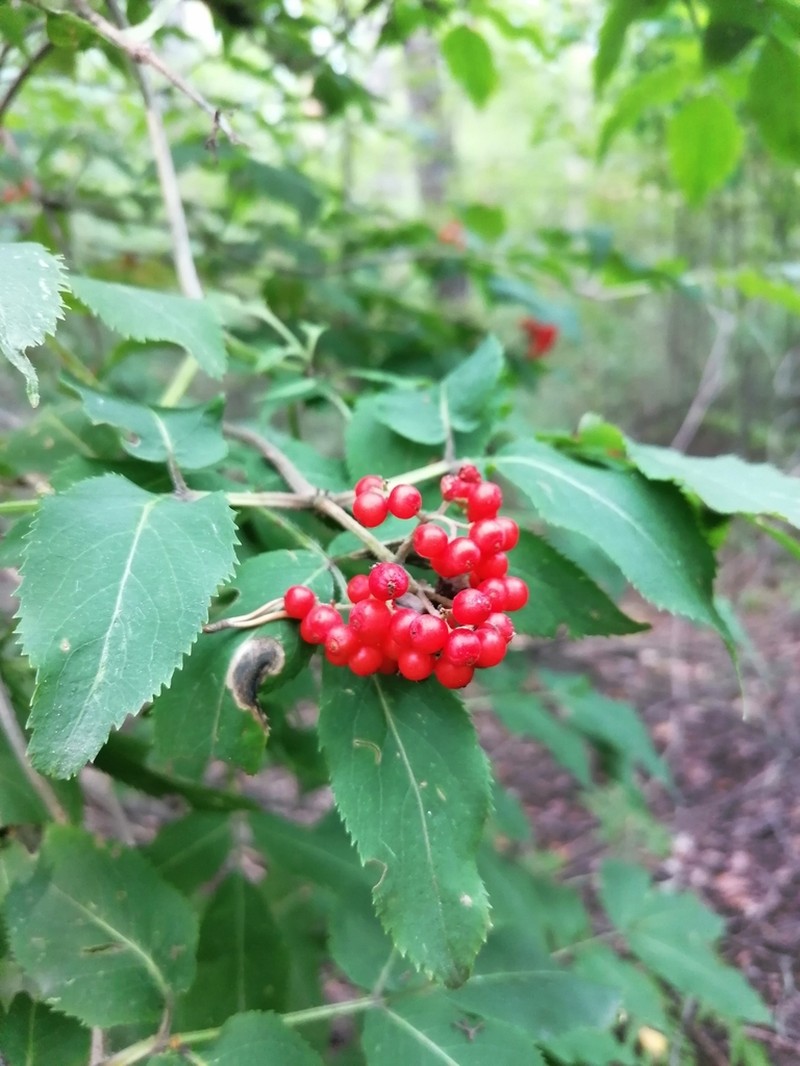 Sambucus sibirica photo 3