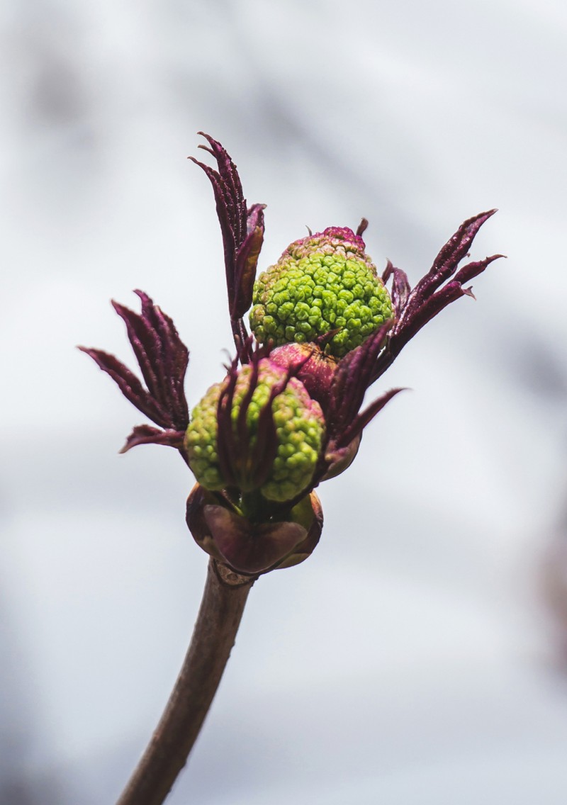 Sambucus sibirica photo 4