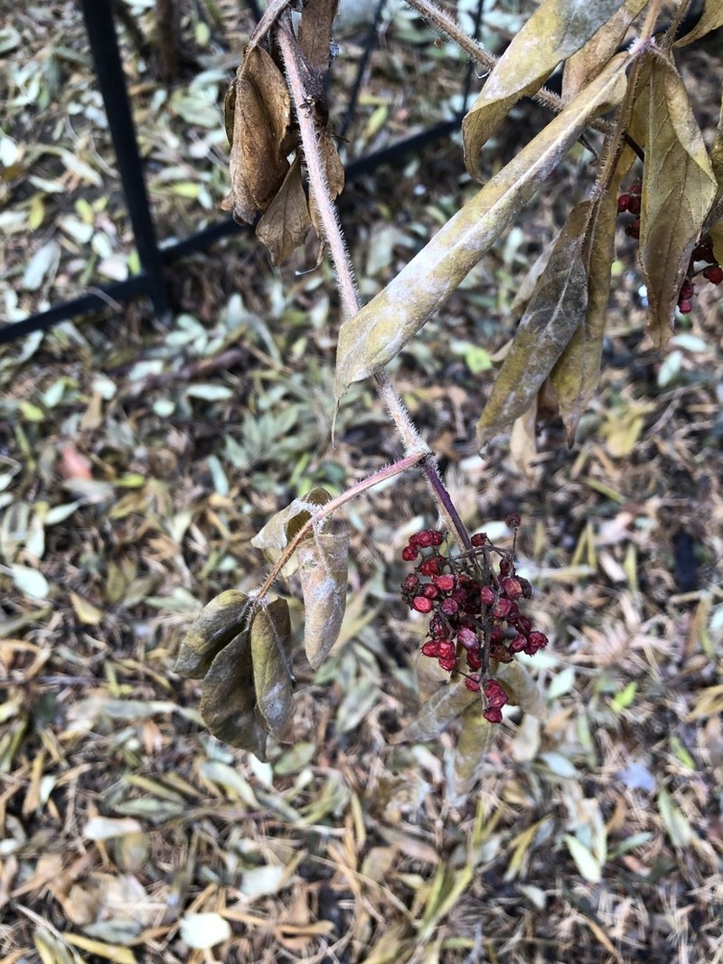 Sambucus sibirica photo 5