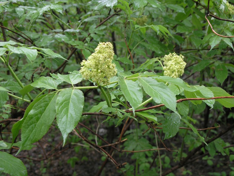 Sambucus sibirica photo 6