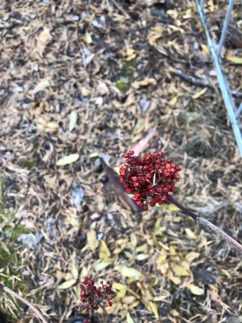Sambucus sibirica photo 8