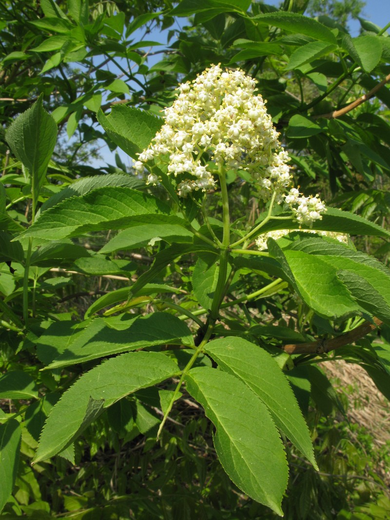 Sambucus sieboldiana