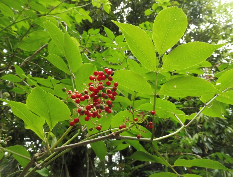 Sambucus sieboldiana photo 2