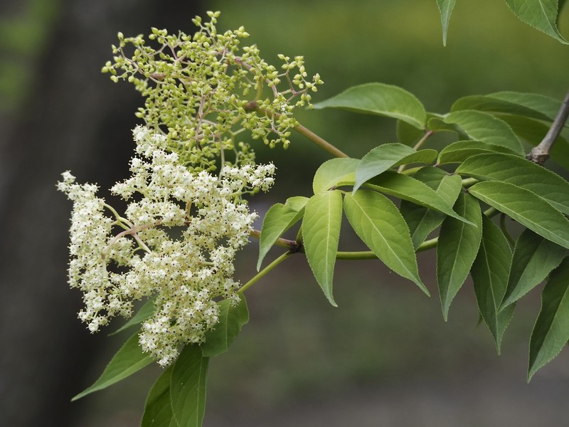Sambucus sieboldiana photo 3