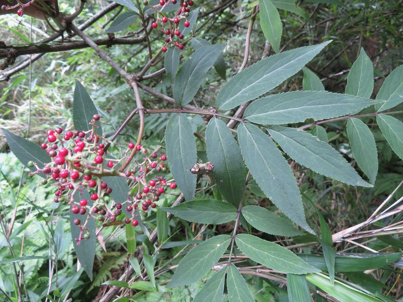 Sambucus sieboldiana photo 4