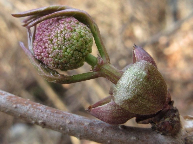 Sambucus sieboldiana photo 5