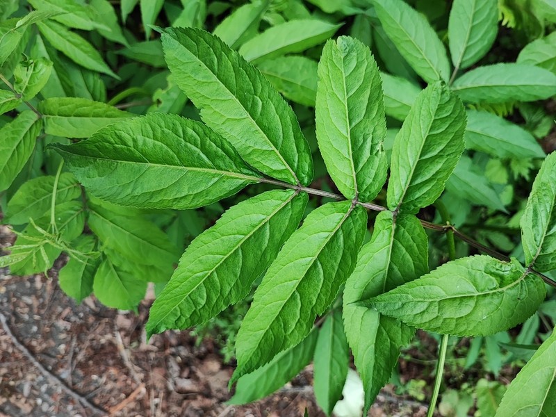 Sambucus sieboldiana photo 6