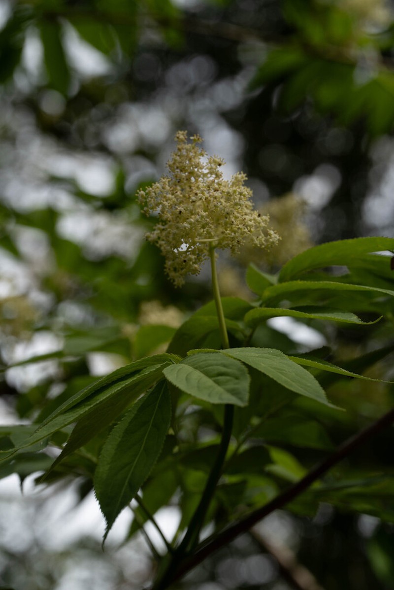 Sambucus sieboldiana photo 7