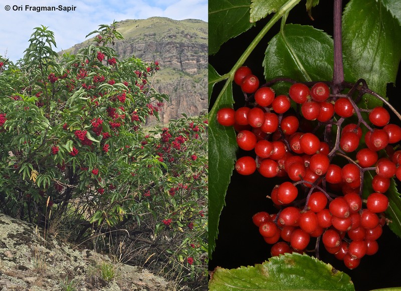 Sambucus tigranii