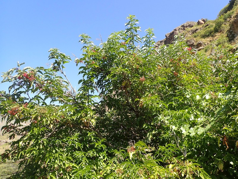 Sambucus tigranii photo 2