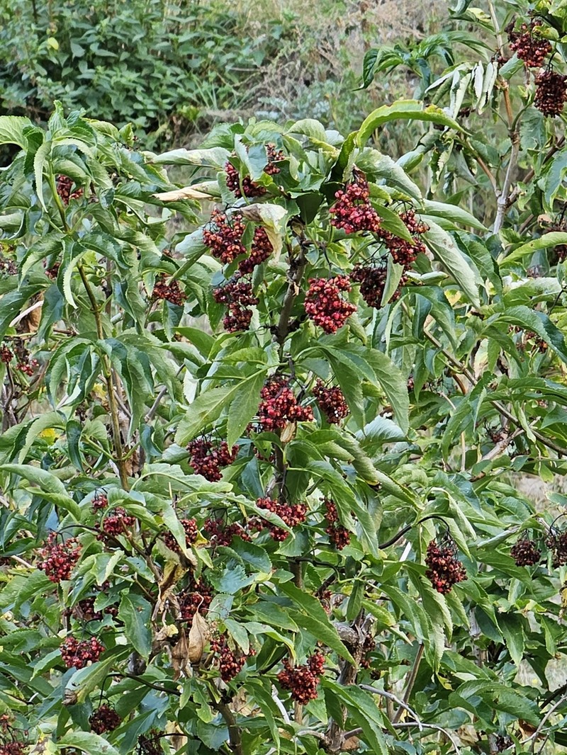 Sambucus tigranii photo 3
