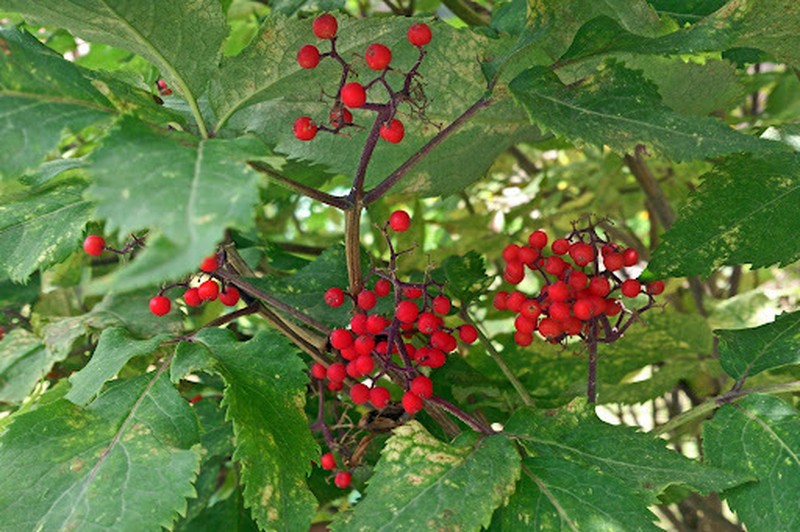 Sambucus tigranii photo 4