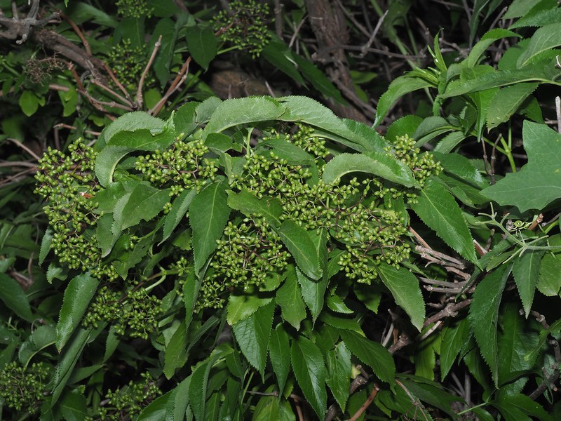 Sambucus tigranii photo 5