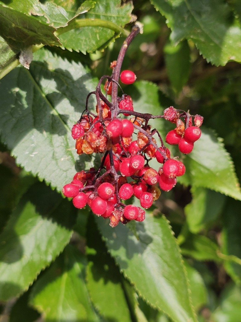 Sambucus tigranii photo 6