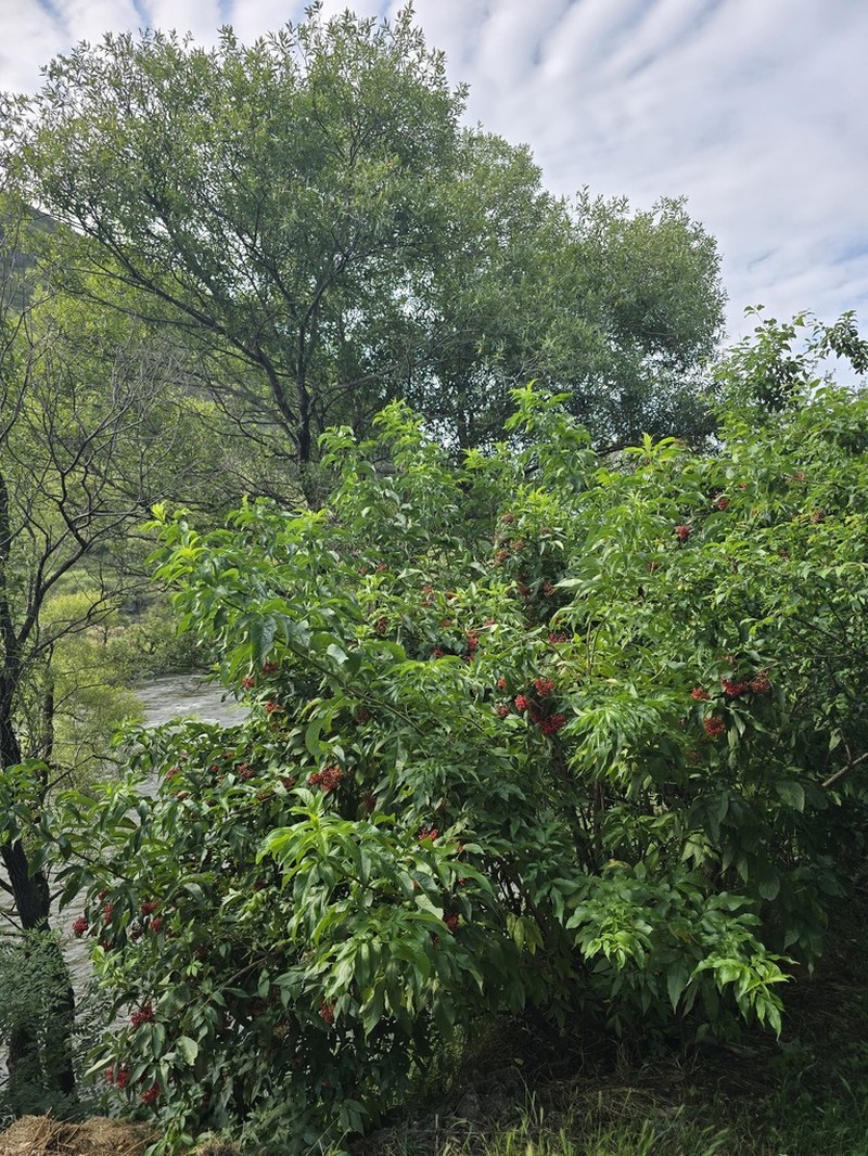 Sambucus tigranii photo 7