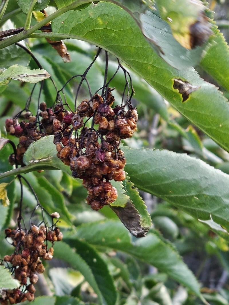 Sambucus tigranii photo 8