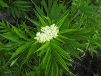 Sambucus wightiana