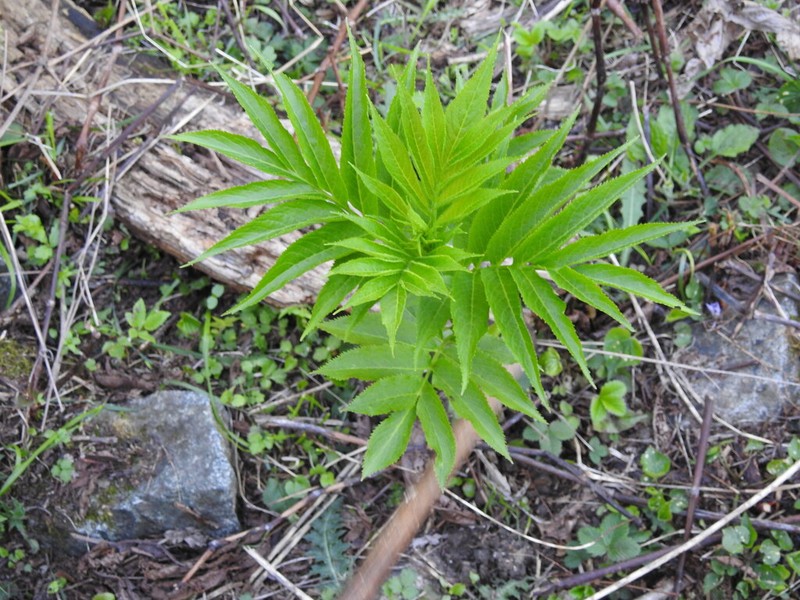 Sambucus wightiana photo 2