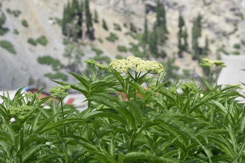 Sambucus wightiana photo 3