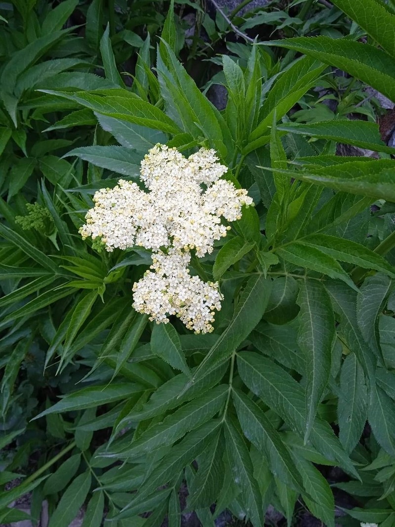 Sambucus wightiana photo 5