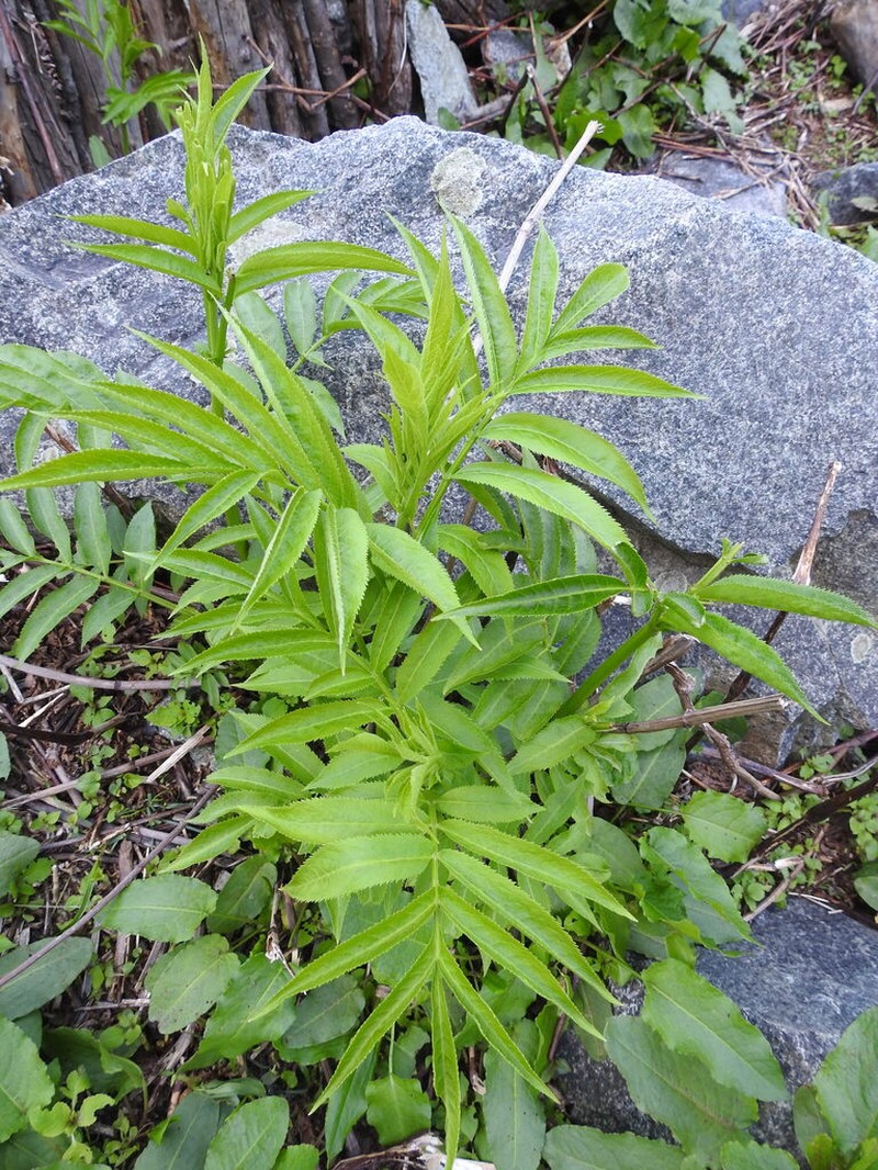 Sambucus wightiana photo 6