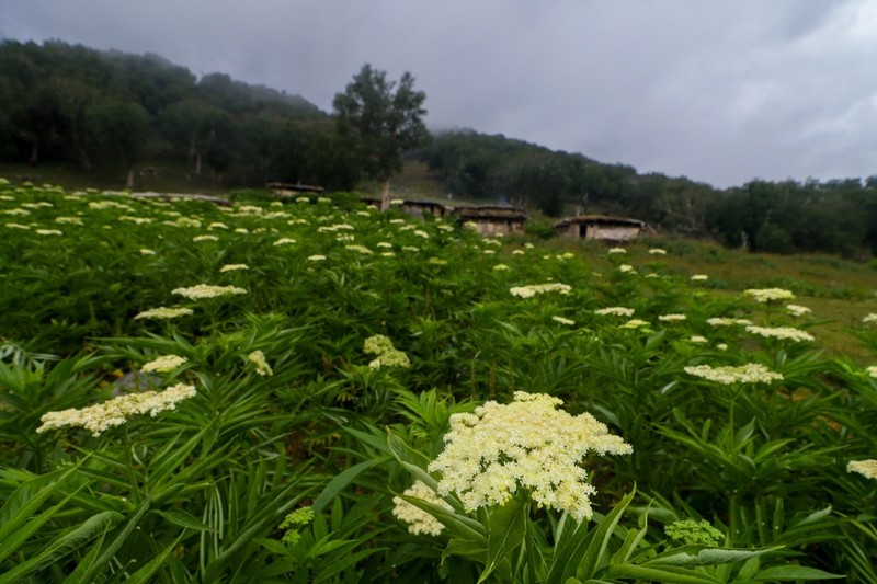 Sambucus wightiana photo 7