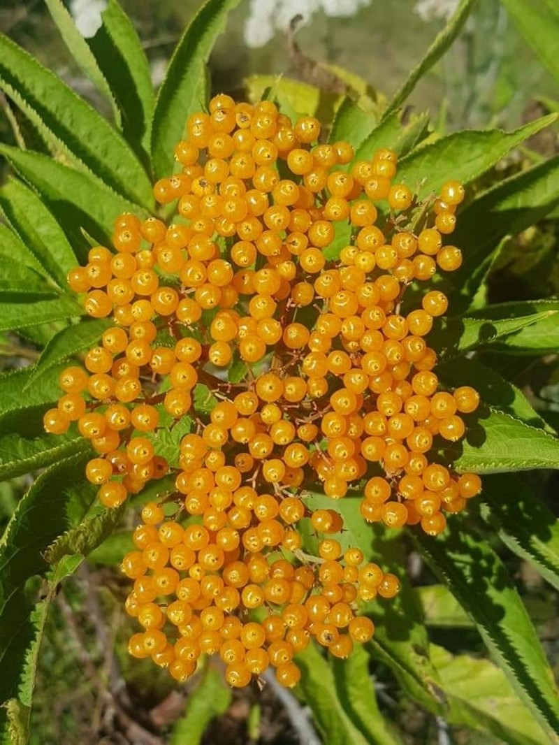 Sambucus wightiana photo 8