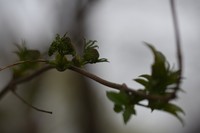 Sambucus williamsii