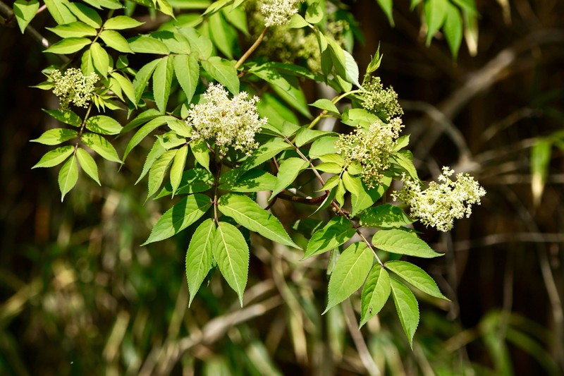 Sambucus williamsii photo 2