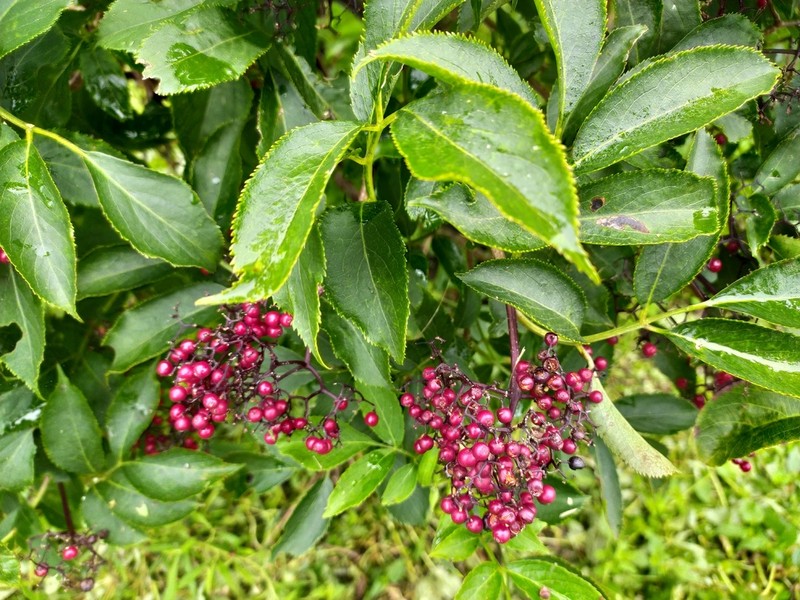 Sambucus williamsii photo 3