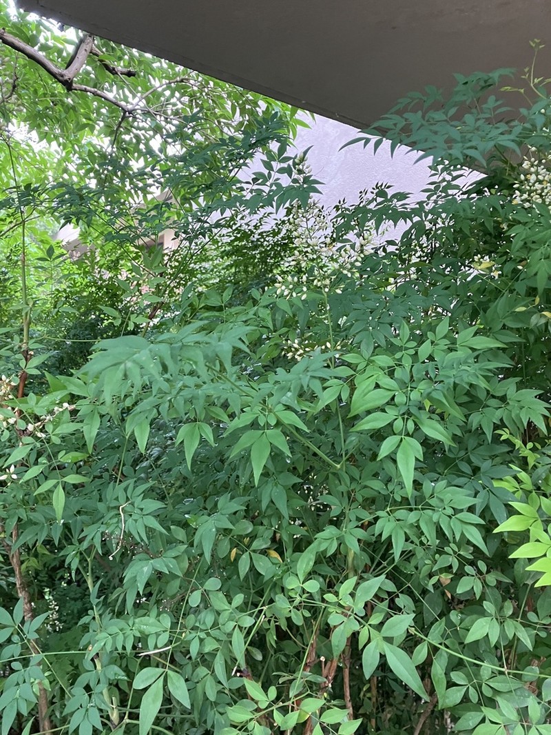 Sambucus williamsii photo 4