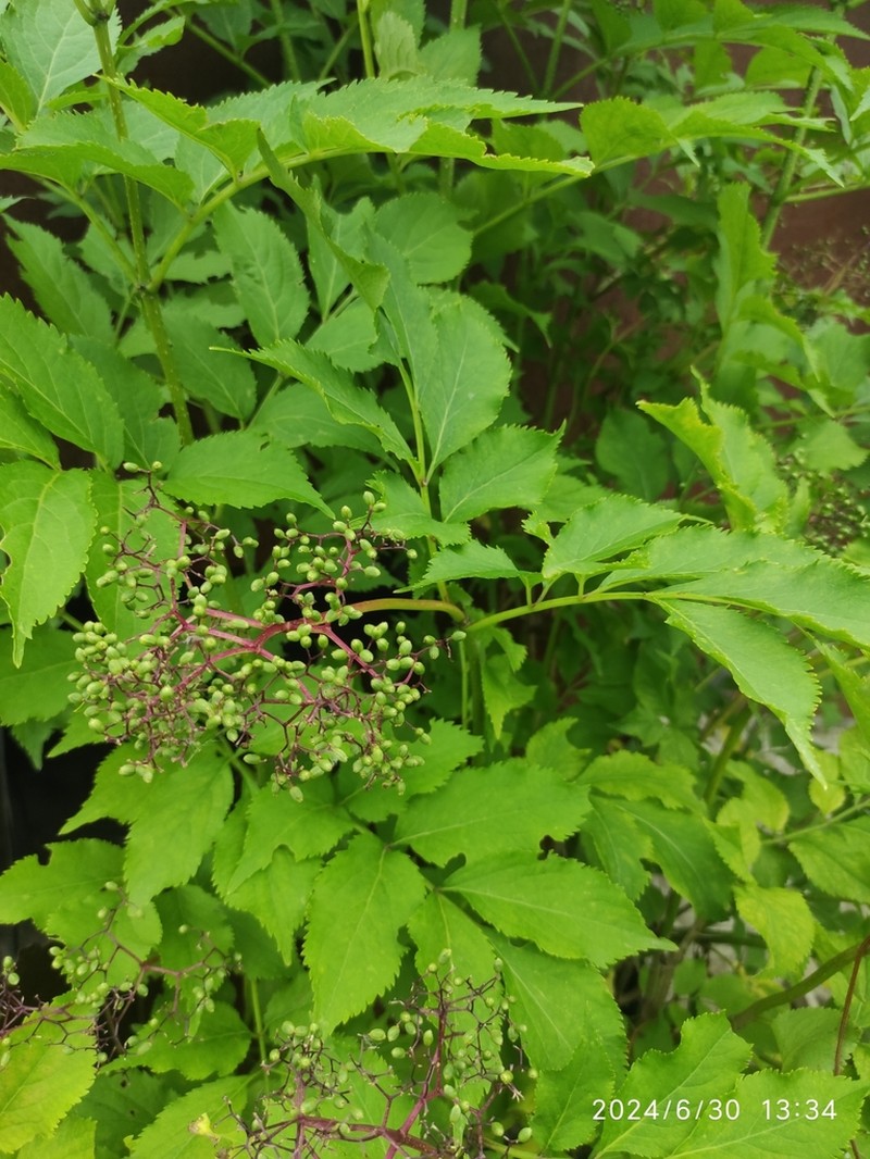Sambucus williamsii photo 5