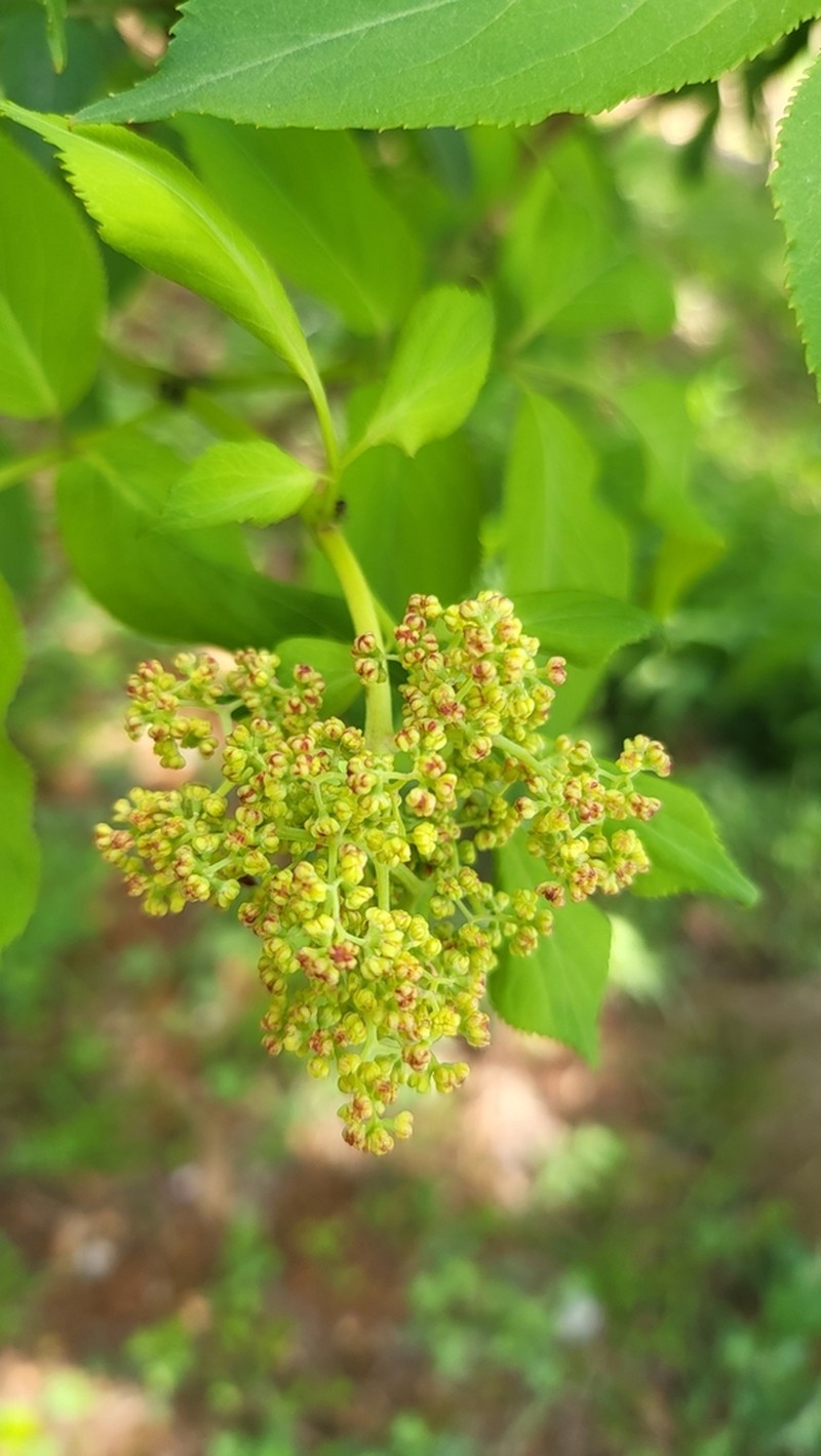 Sambucus williamsii photo 7