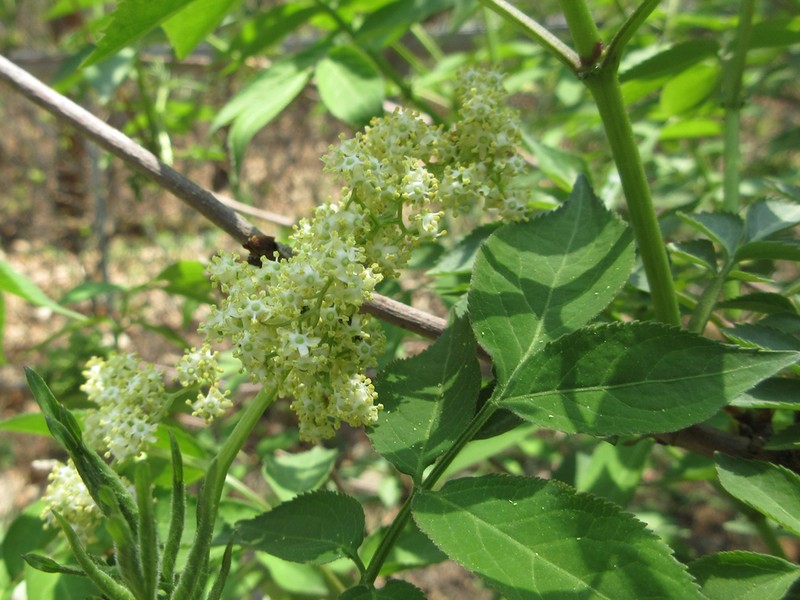 Sambucus williamsii photo 8