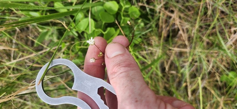 Limewater Brookweed photo 2