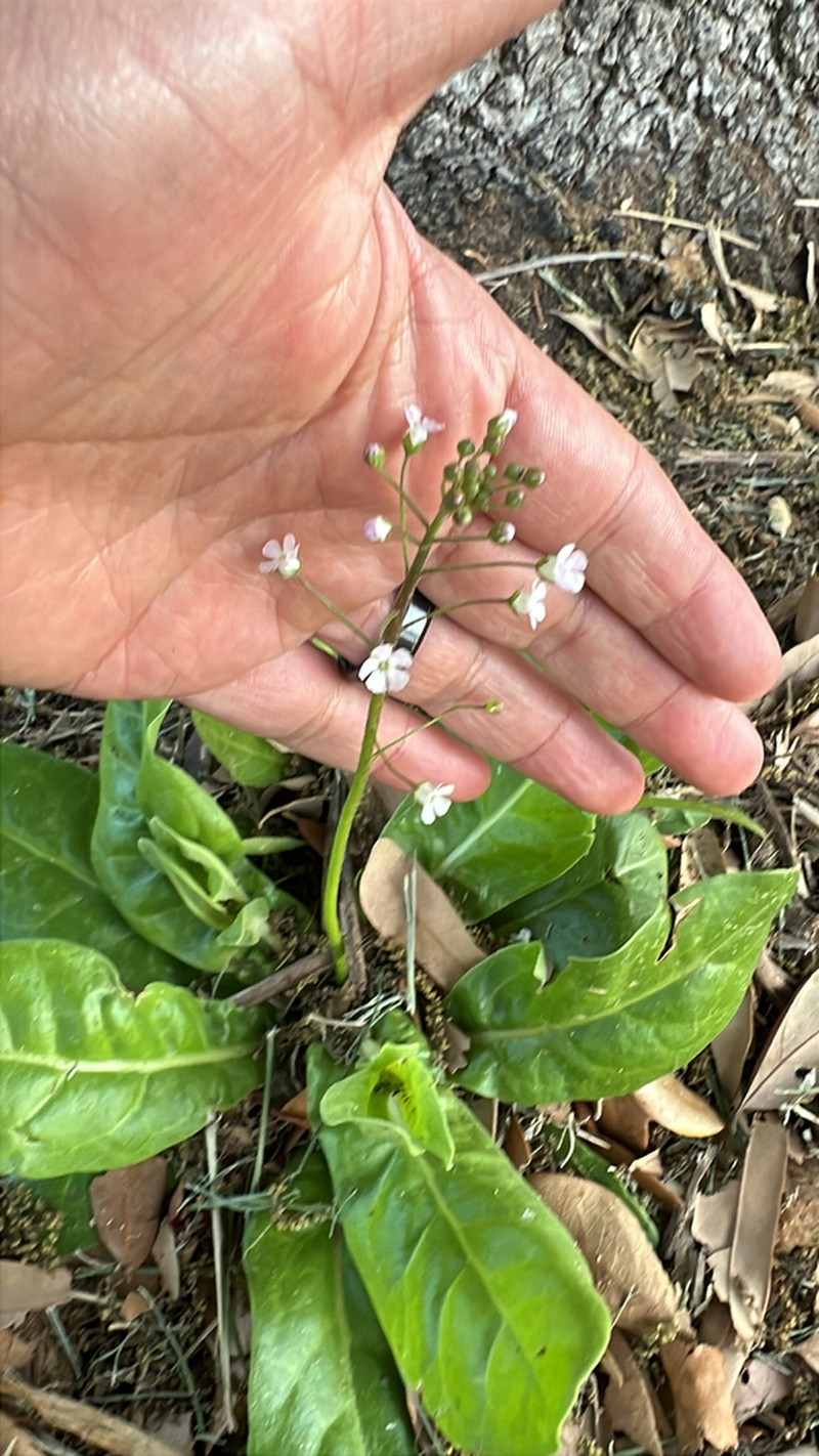 Limewater Brookweed photo 3