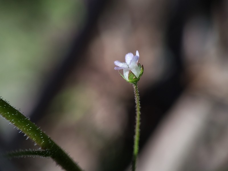 Limewater Brookweed photo 4
