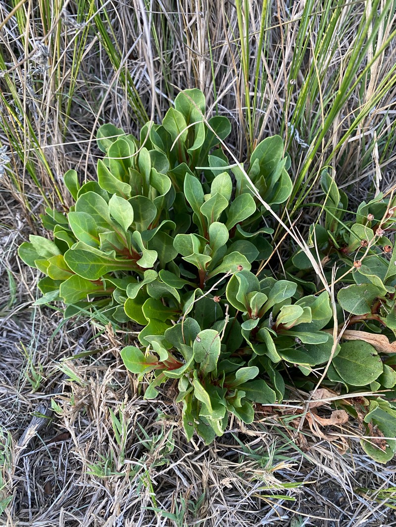 Limewater Brookweed photo 5