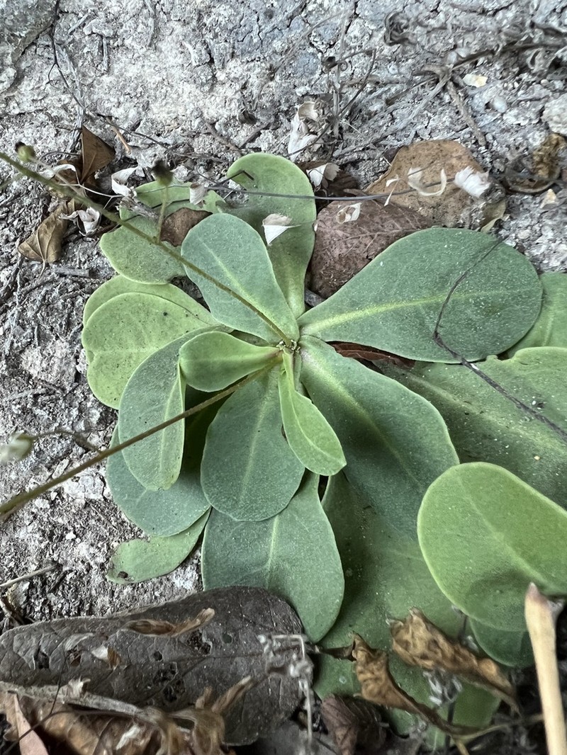 Limewater Brookweed photo 6