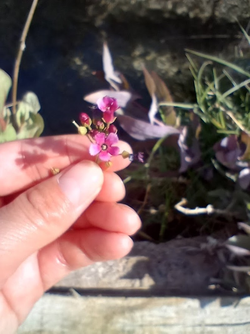 Limewater Brookweed photo 7