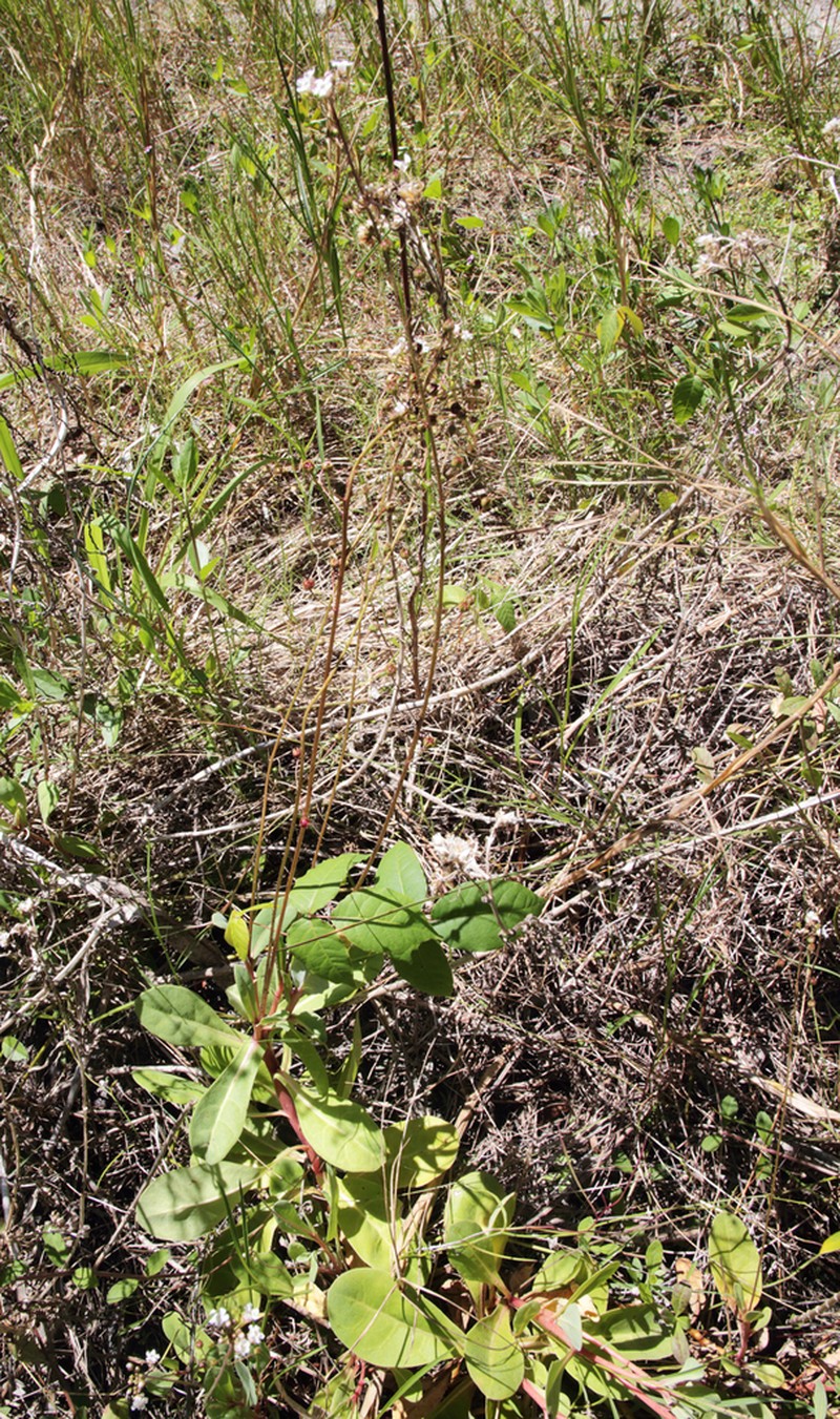 Limewater Brookweed photo 8