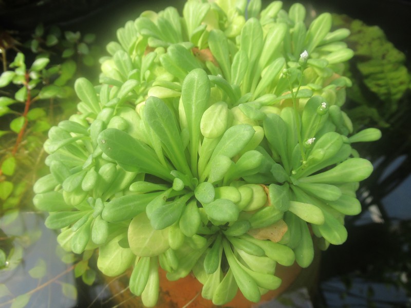 Samolus parviflorus photo 2