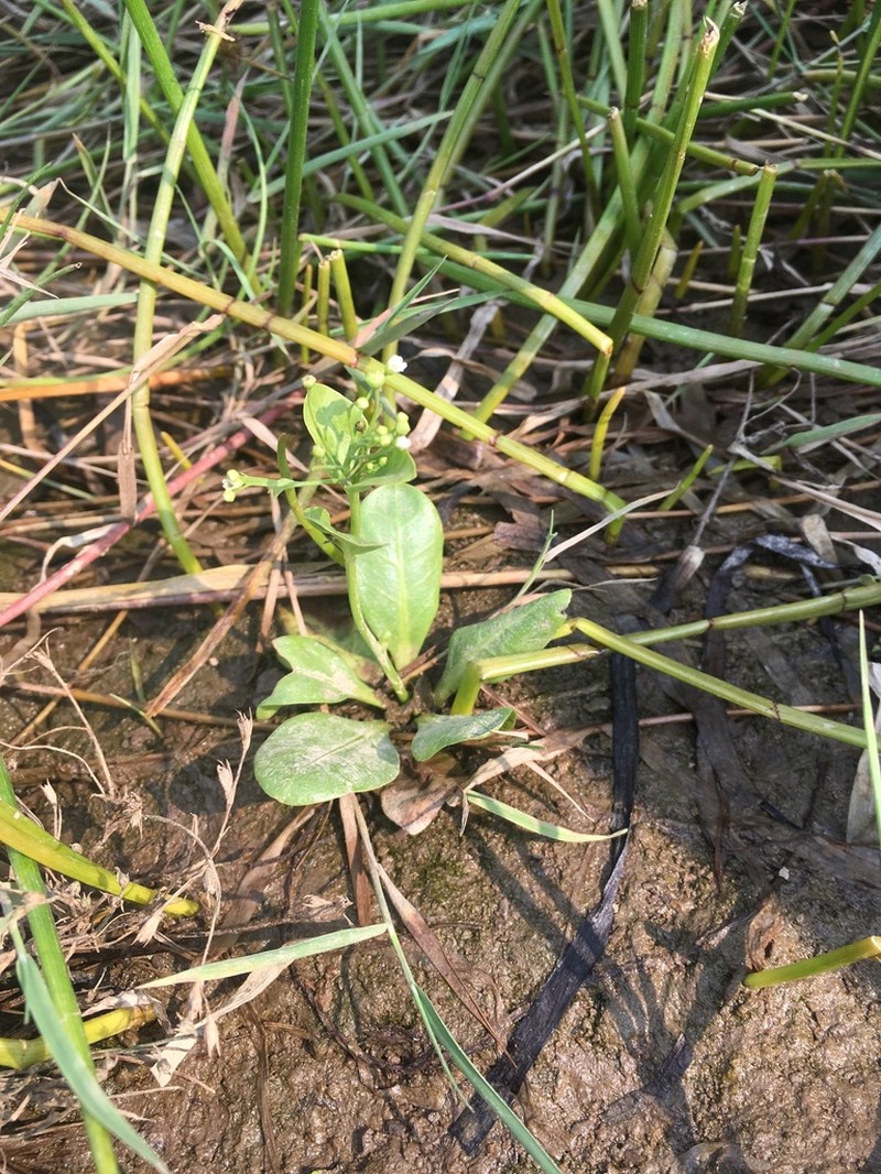 Samolus parviflorus photo 3