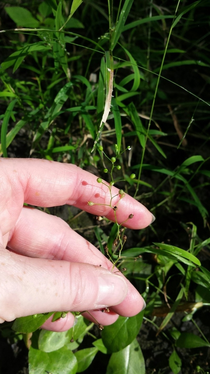 Samolus parviflorus photo 4