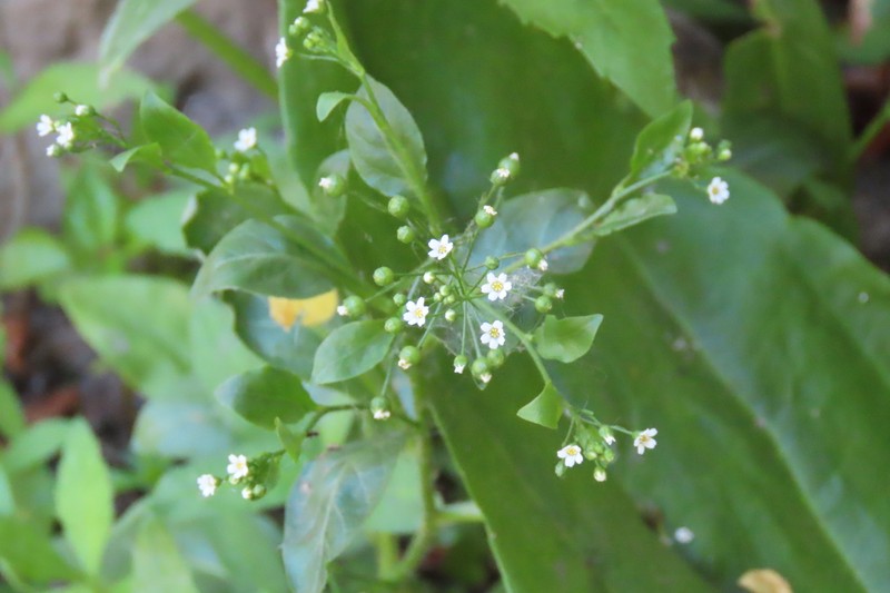 Samolus parviflorus photo 5