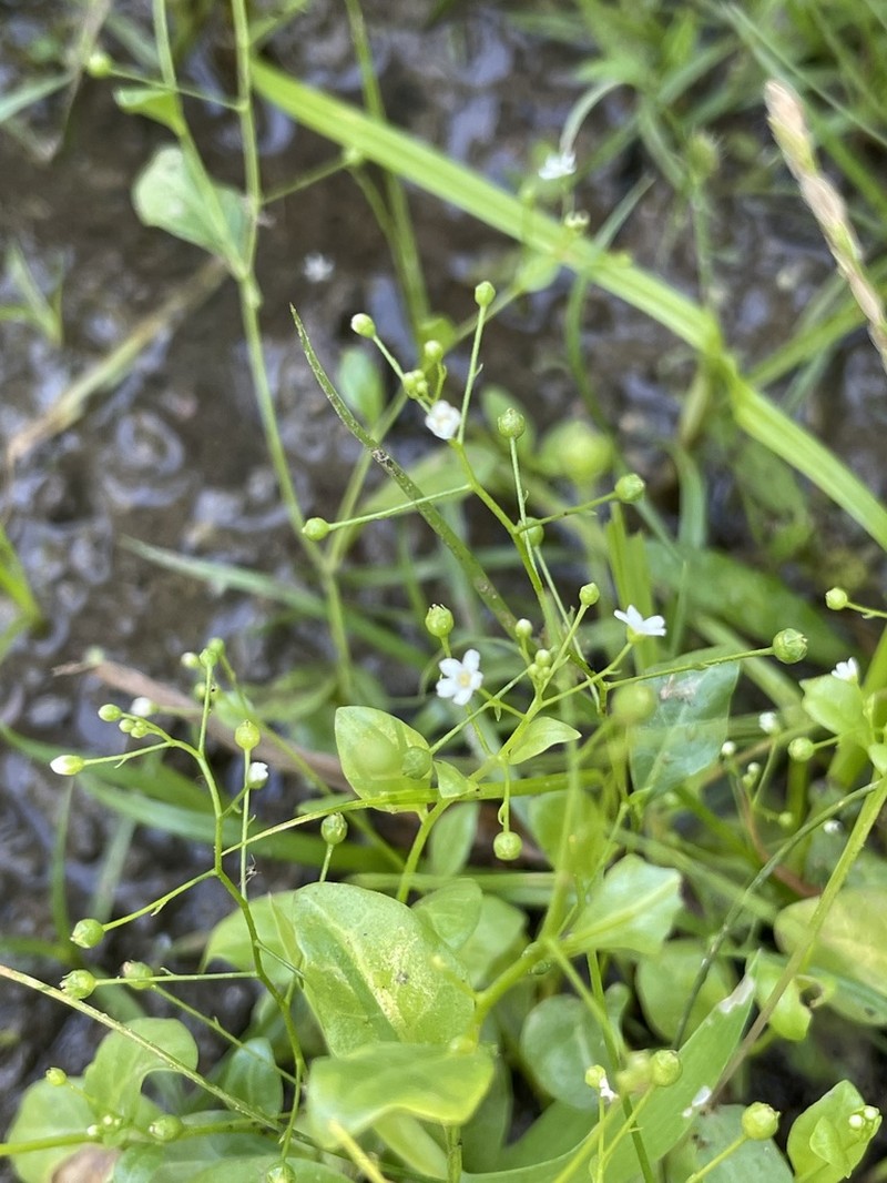 Samolus parviflorus photo 7