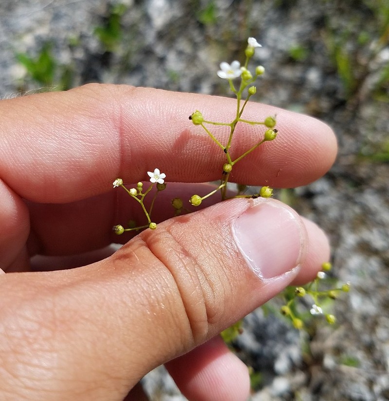 Samolus parviflorus photo 8